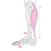 RP Phy - Image 4